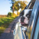 Quels sont les accessoires indispensables pour préparer un voyage en voiture avec son chien ?